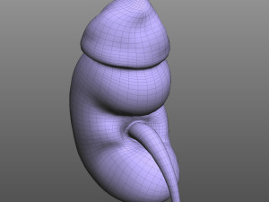 Human Kidney Modelo 3D