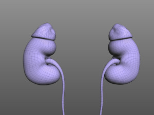 Human Kidney Modelo 3D