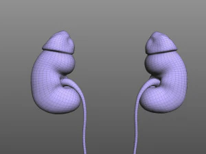 Rene umano Modello 3D