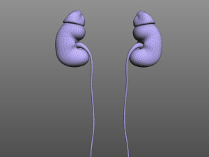 Human Kidney Modelo 3D