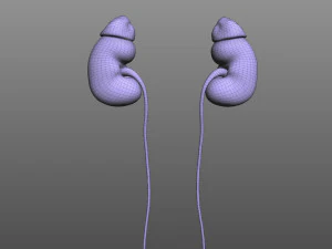 Rene umano Modello 3D