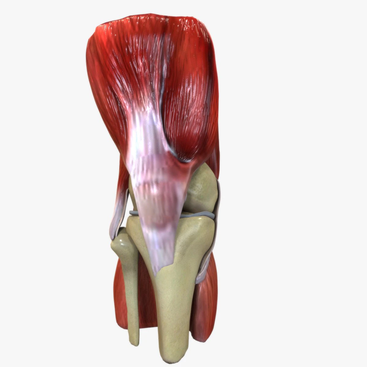 Knee Anatomy 3D Model .c4d .max .obj .3ds .fbx .stl .blend 