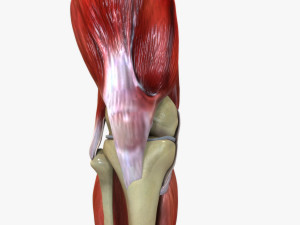 Knee Anatomy 3D Model