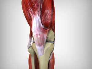 Knee Anatomy 3D Model