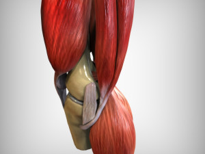 Knee Anatomy 3D Model