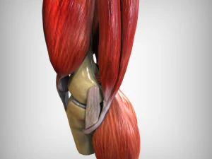 Knee Anatomy 3D Model