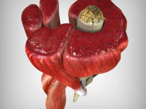 Knee Anatomy 3D Model