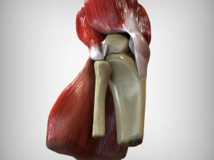 Knee Anatomy 3D Model