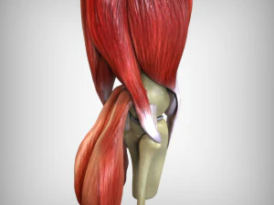 Knee Anatomy 3D Model