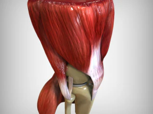 Knee Anatomy 3D Model
