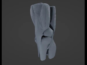 Knee Anatomy 3D Model
