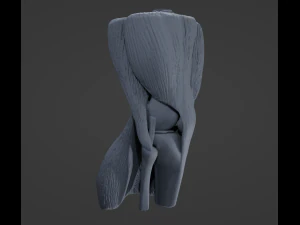 Knee Anatomy 3D Model