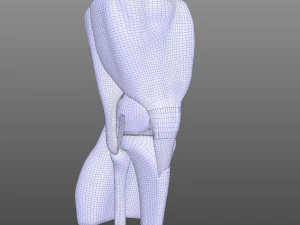 Knee Anatomy 3D Model