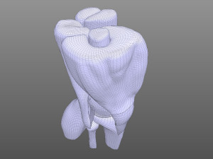 Knee Anatomy 3D Model