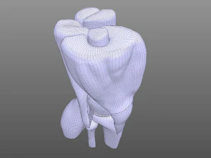 Knee Anatomy 3D Model