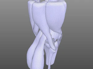 Knee Anatomy 3D Model