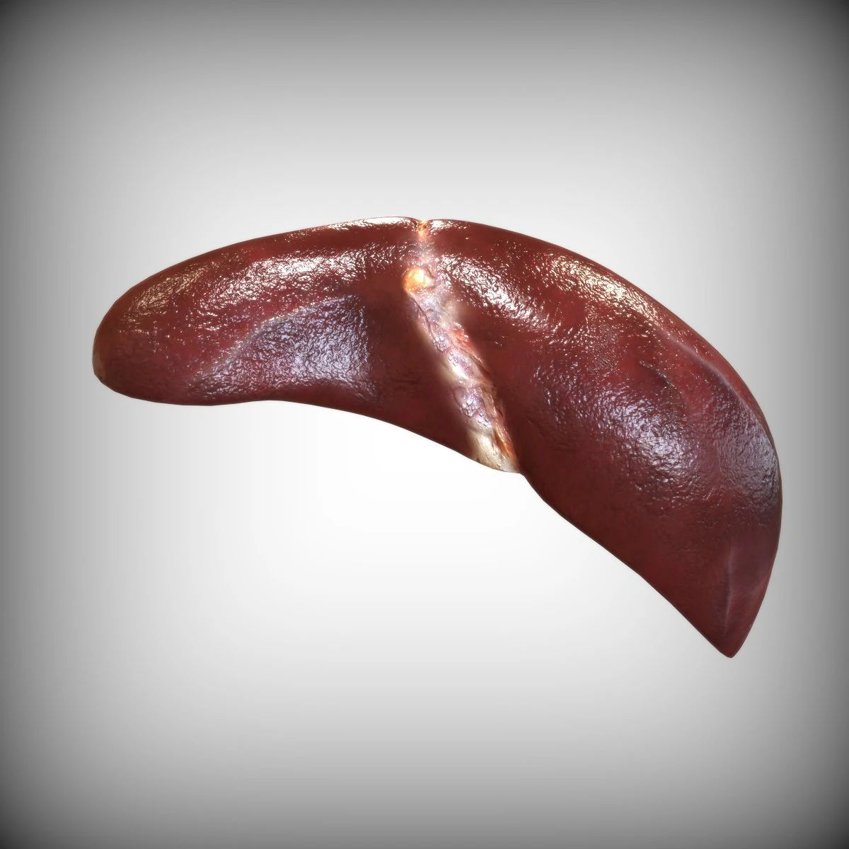 Human Liver 3D Model .c4d .max .obj .3ds .fbx .stl .blend 