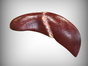 Human Liver 3D Model