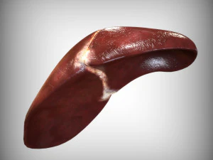 Human Liver 3D Model