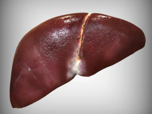 Human Liver 3D Model