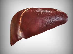 Human Liver 3Dモデル