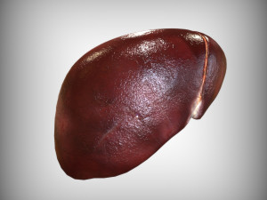 Human Liver 3Dモデル