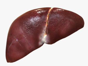 Human Liver 3Dモデル