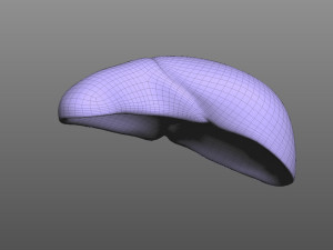 Human Liver 3Dモデル