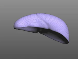 Human Liver 3D Model