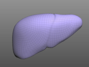 Human Liver 3Dモデル