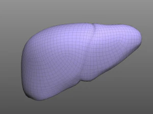 Human Liver 3D Model