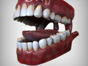 Human Mouth Modèle 3D