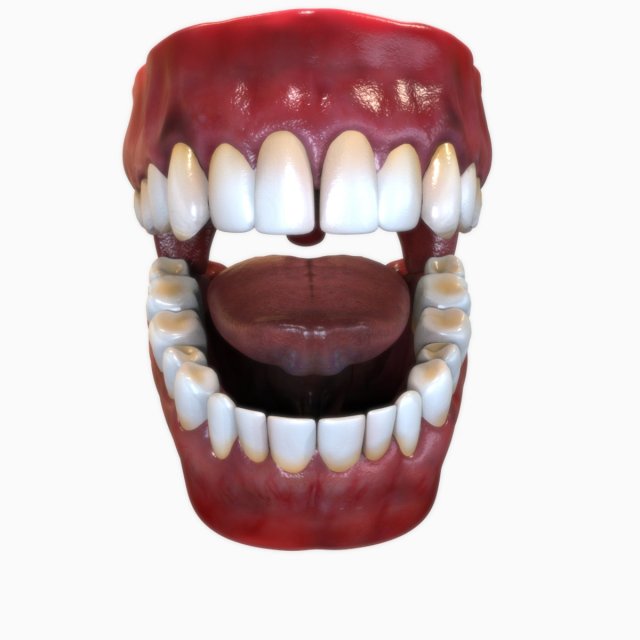 Human Mouth 3d Model In Anatomy 3dexport