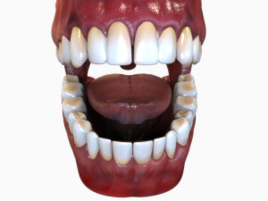 Human Mouth Modèle 3D
