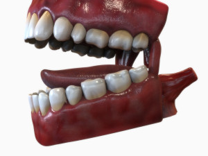 Human Mouth Modèle 3D
