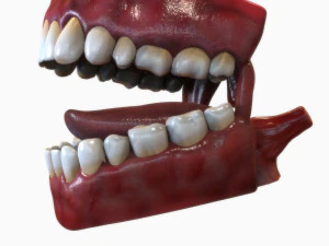 Human Mouth 3D Model