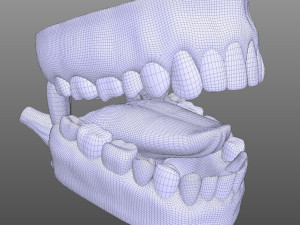Human Mouth Modèle 3D