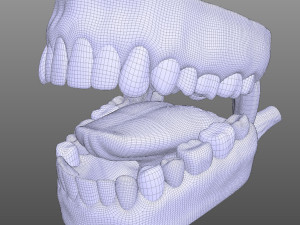 Human Mouth Modèle 3D
