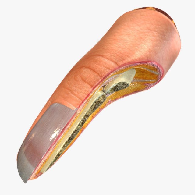 Human Finger Anatomy 3D Model .c4d .max .obj .3ds .fbx .stl .blend 