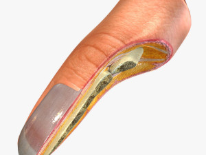 Human Finger Anatomy 3D Model