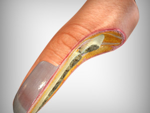 Human Finger Anatomy 3D Model
