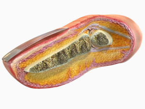 Human Finger Anatomy 3D Model