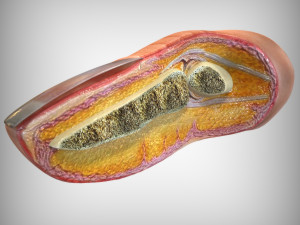 Human Finger Anatomy 3D Model