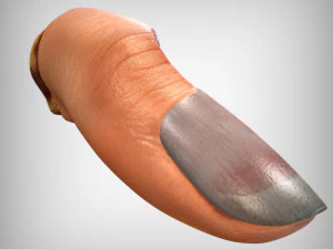 Human Finger Anatomy 3D Model