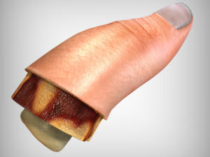 Human Finger Anatomy 3D Model