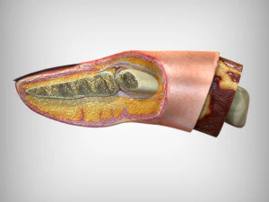 Human Finger Anatomy 3D Model