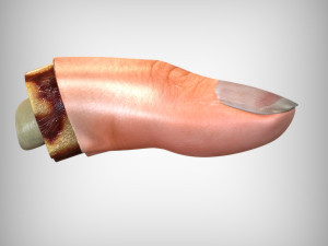 Human Finger Anatomy 3D Model