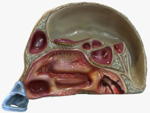 Nose Anatomy 3D Model