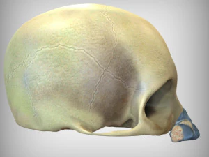 Anatomia del naso Modello 3D