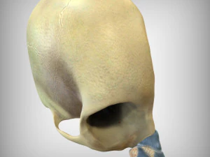 Anatomia del naso Modello 3D